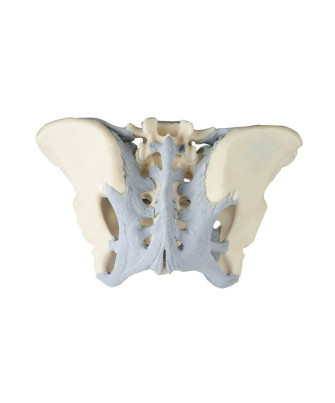 Bassin féminin avec ligaments - modèle anatomique
