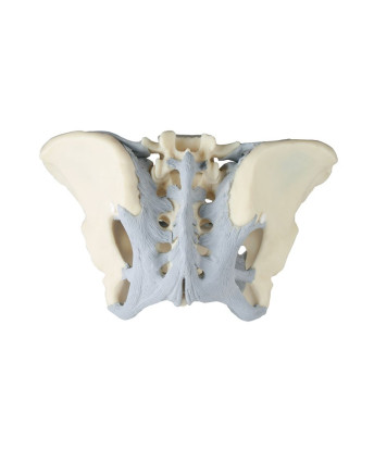 Bassin féminin avec ligaments - modèle anatomique