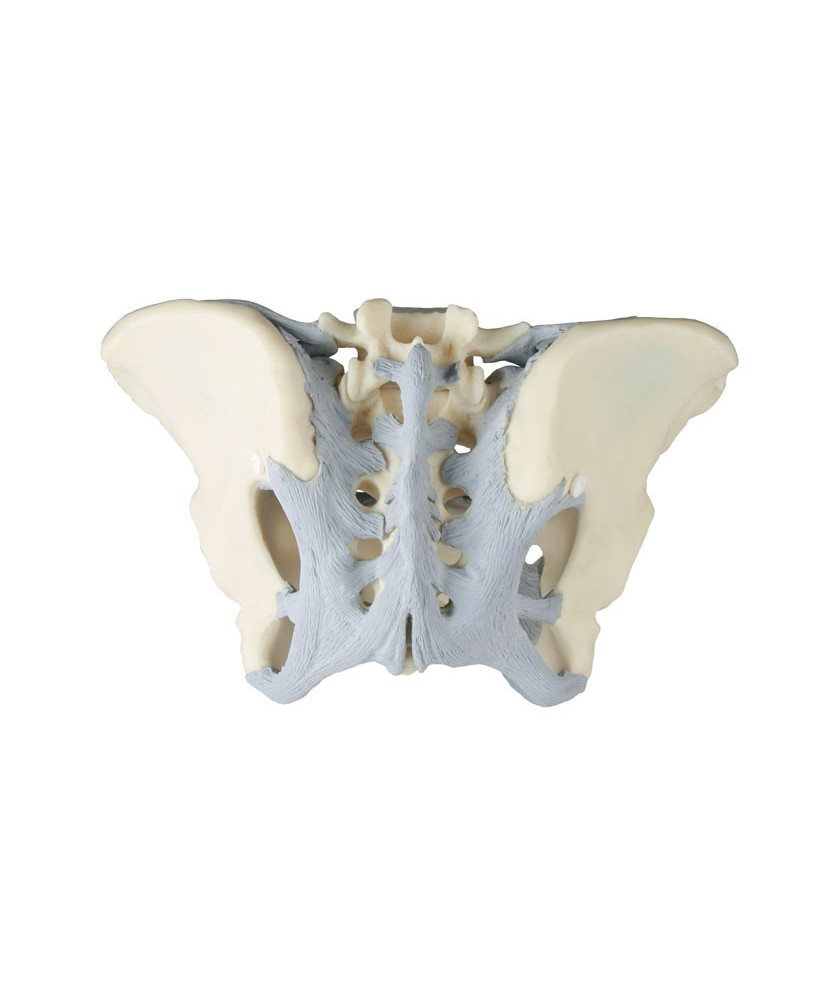 Bassin féminin avec ligaments - modèle anatomique