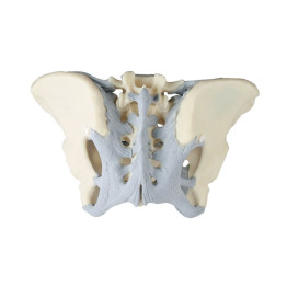 Bassin féminin avec ligaments - modèle anatomique