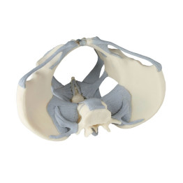 Bassin féminin avec ligaments - modèle anatomique