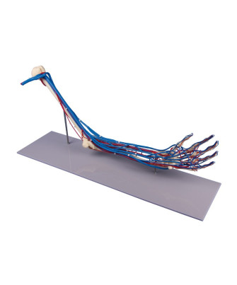 Armskelett mit Gefässen