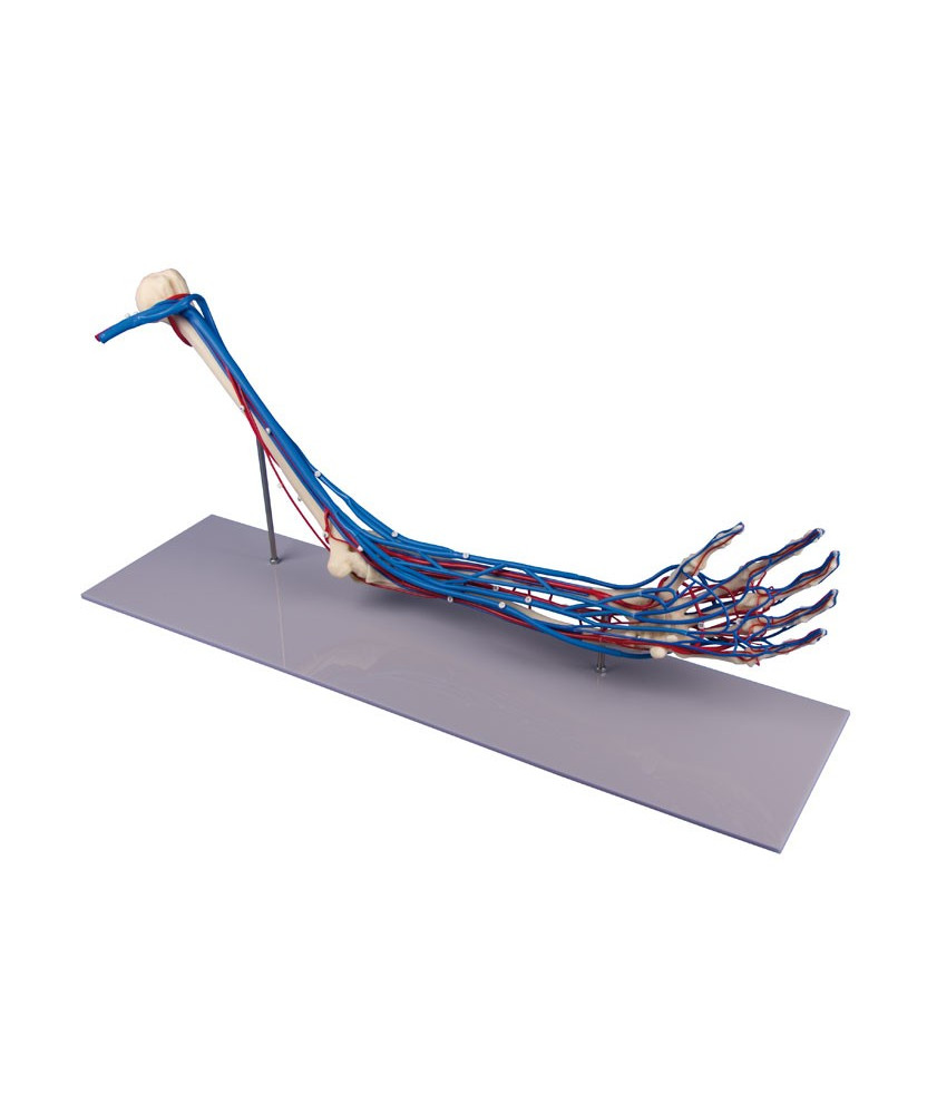 Armskelett mit Gefässen