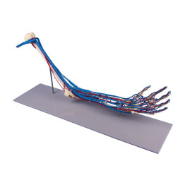 Armskelett mit Gefässen