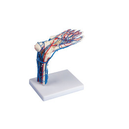 Modèle de pied vasculaire