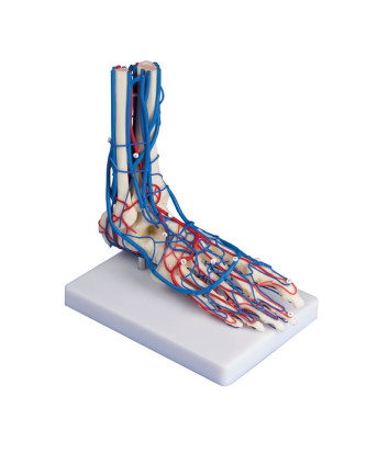 Modèle de pied vasculaire
