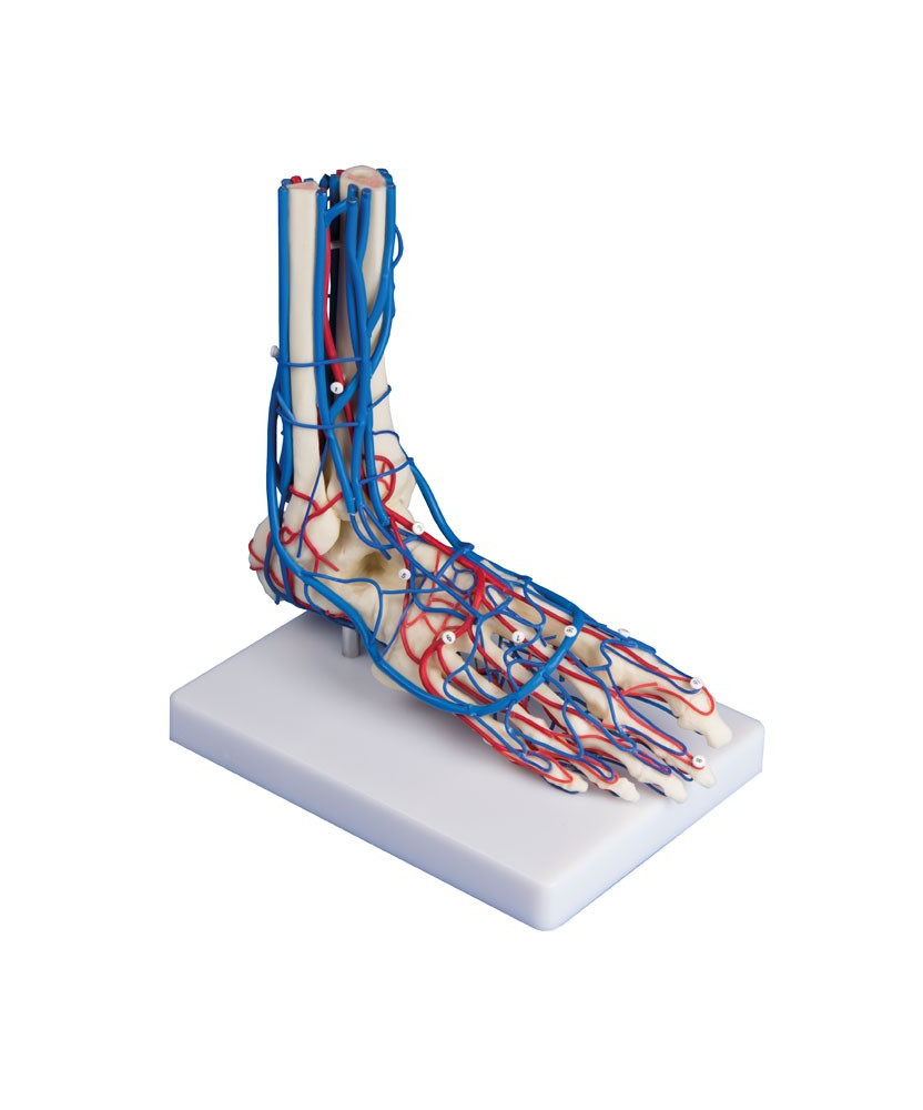 Modèle de pied vasculaire