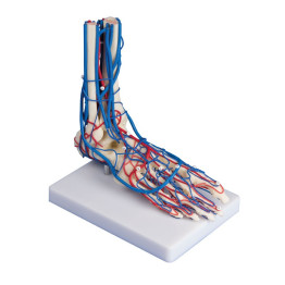 Modèle de pied vasculaire