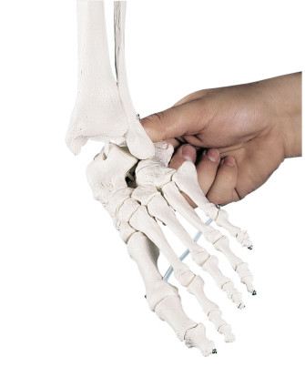 Ganzkörper-Skelett „Willi“