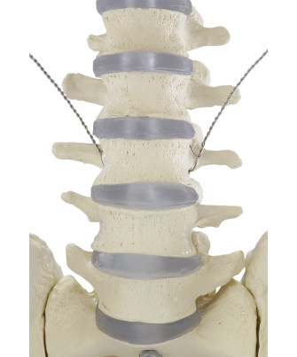 Ganzkörper-Skelett „Willi“