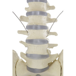 Ganzkörper-Skelett „Willi“