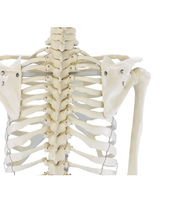 Ganzkörper-Skelett „Willi“