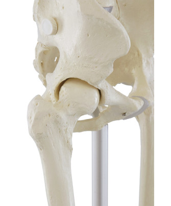 Ganzkörper-Skelett „Willi“