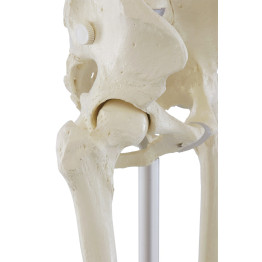 Ganzkörper-Skelett „Willi“