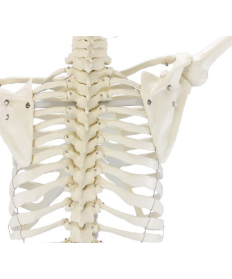 Ganzkörper-Skelett „Willi“