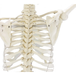 Ganzkörper-Skelett „Willi“