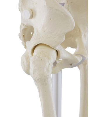 Ganzkörper-Skelett „Willi“