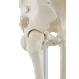 Ganzkörper-Skelett „Willi“