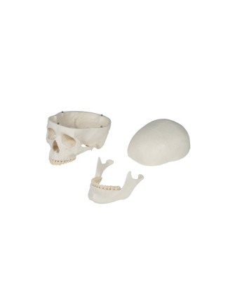 Ganzkörper-Skelett „Willi“