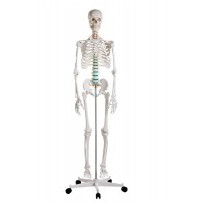 Skelettmodelle